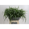 Panicum Fountain