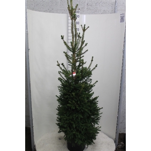 Picea abies 'Will's Zwerg'