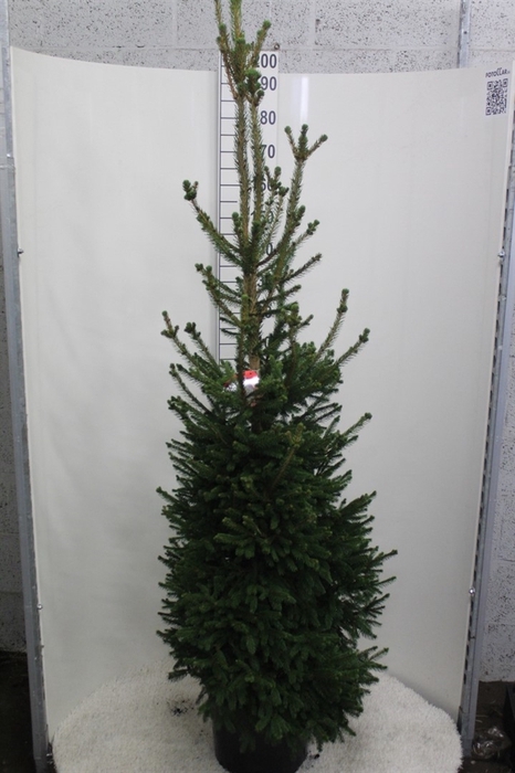 <h4>Picea abies 'Will's Zwerg'</h4>