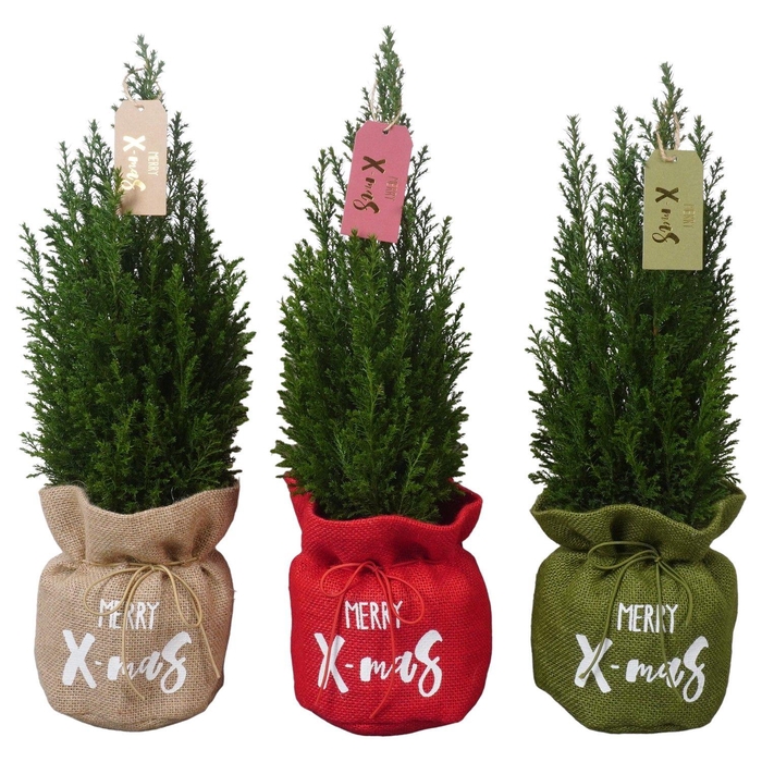 <h4>PTK25213 Ellwoodii in jute mix met decoratie</h4>