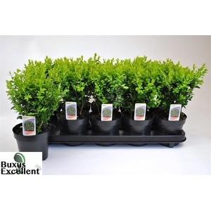BUXU SEMPERVIRENS