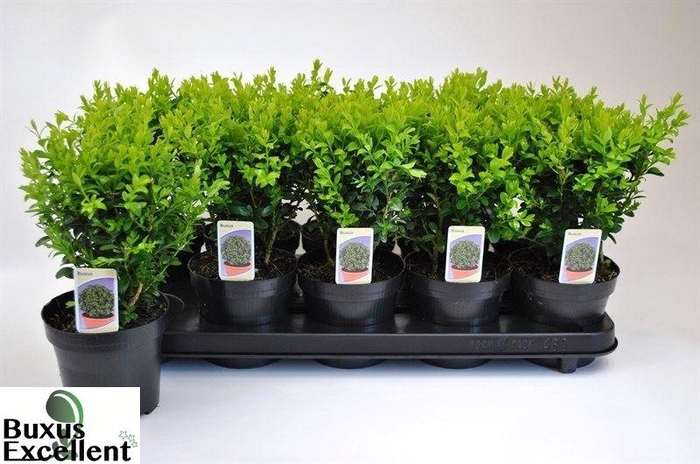 <h4>BUXU SEMPERVIRENS</h4>