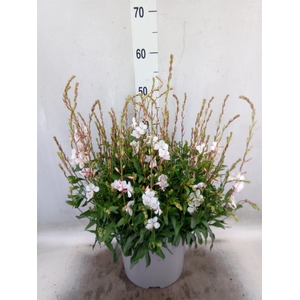Gaura lindheimeri 'Geyser White'