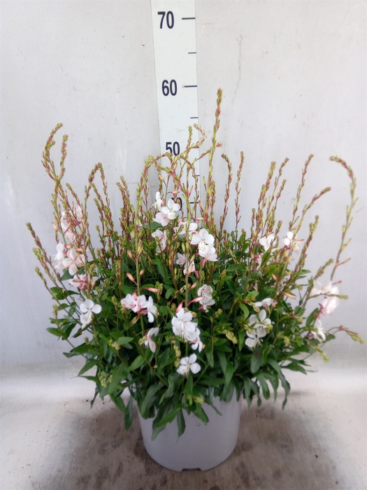 <h4>Gaura lindheimeri 'Geyser White'</h4>
