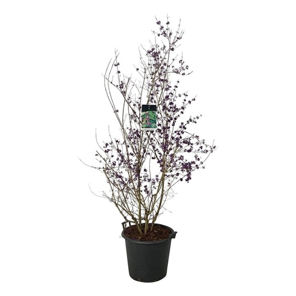 <h4>Callicarpa bodinieri 'Profusion'</h4>