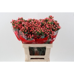 Hyp Sweet Romance Spray 60cm