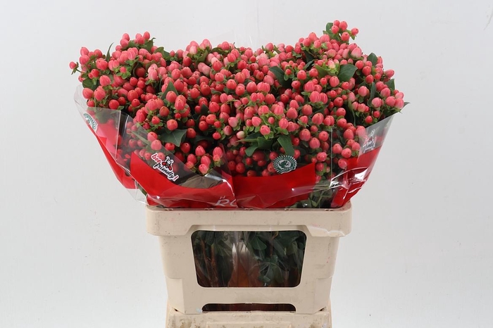 <h4>Hyp Sweet Romance Spray 60cm</h4>