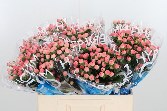 <h4>Hyp Coco Tiamo</h4>