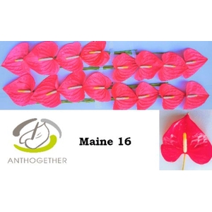 Anthurium andr. 'Maine'