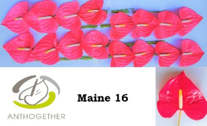 <h4>Anthurium andr. 'Maine'</h4>
