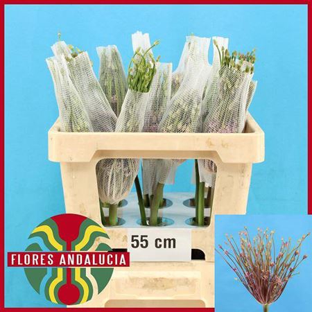 <h4>Allium Schubertii</h4>
