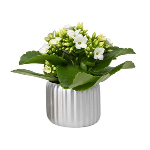 KALANCHOE BLOSSFELDIANA p6