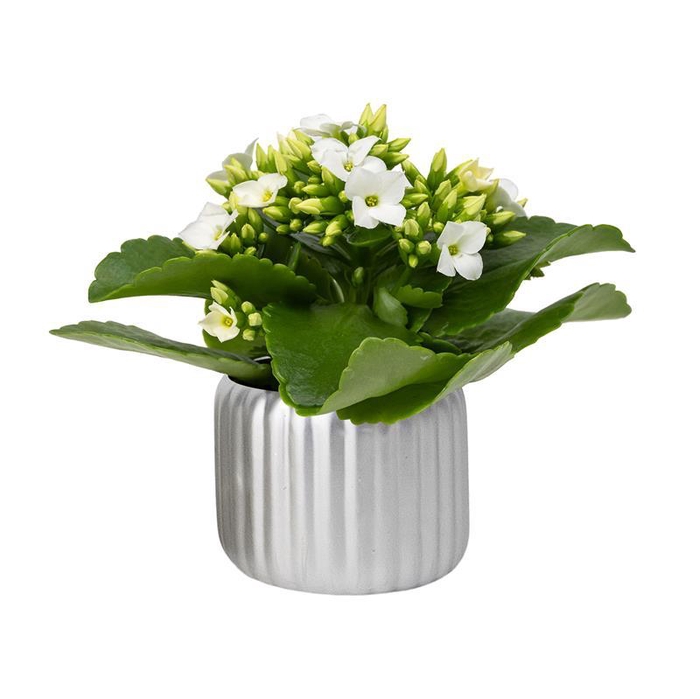 <h4>KALANCHOE BLOSSFELDIANA p6</h4>