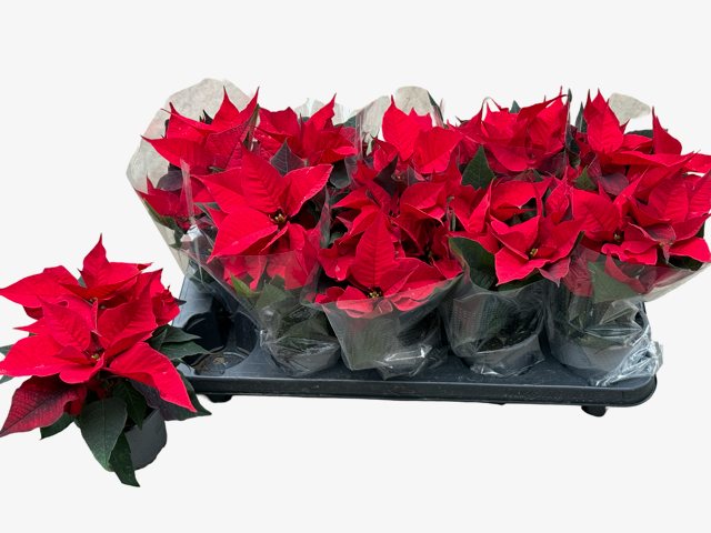 <h4>EUPHOR P CHR F RED</h4>