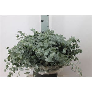 Euca Gunni Kort 150 Gram