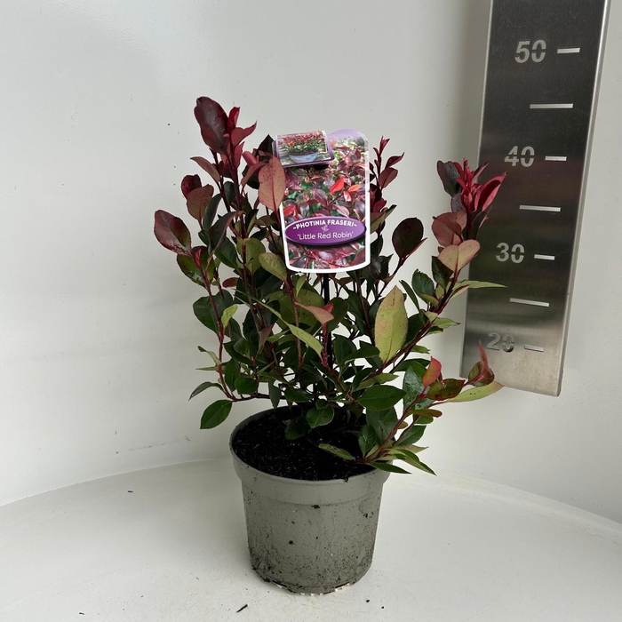 <h4>Photinia fraseri 'Little Red Robin'</h4>
