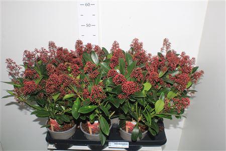 <h4>Skim J Rubella 15+</h4>