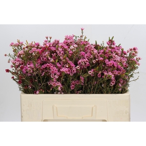 Chamelaucium Sarah's Delight