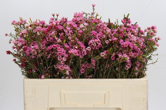 <h4>Chamelaucium Sarah's Delight</h4>