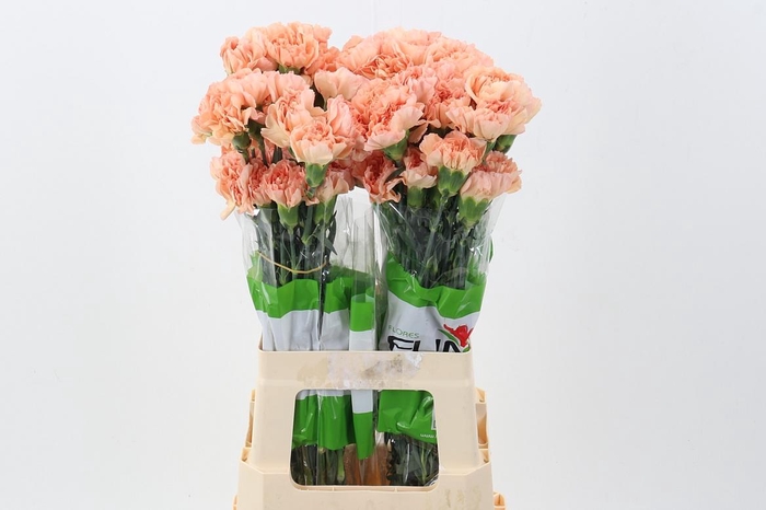 <h4>Di St Ares Orange</h4>