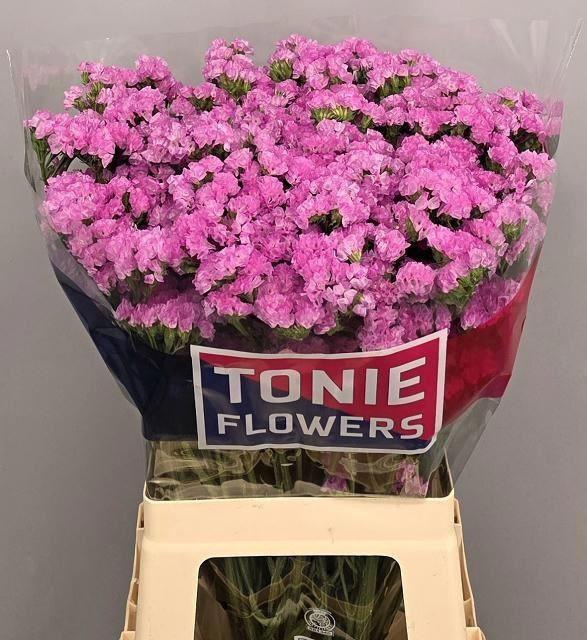 <h4>LIMONIUM SINUATUM 'ROSELLA SUN BIR'</h4>