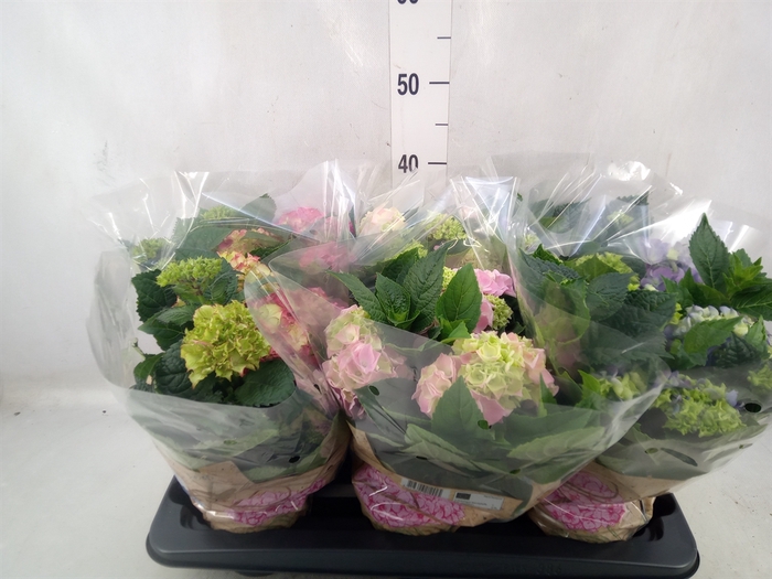 <h4>Hydrangea mac.   ...mix</h4>