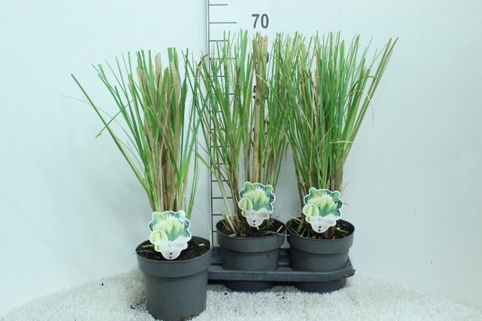 Cortaderia selloana Pumila