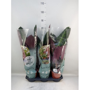 Calathea warscewiczii