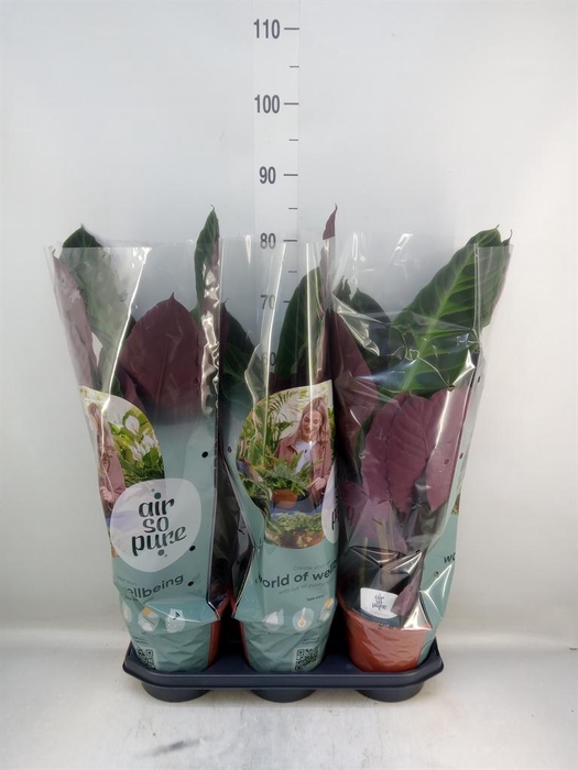 <h4>Calathea warscewiczii</h4>