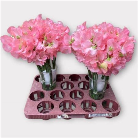 <h4>Lathyrus L A Romance</h4>