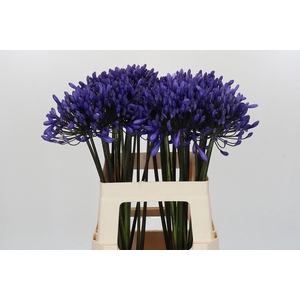 Agapanthus 'Buddy Blue'