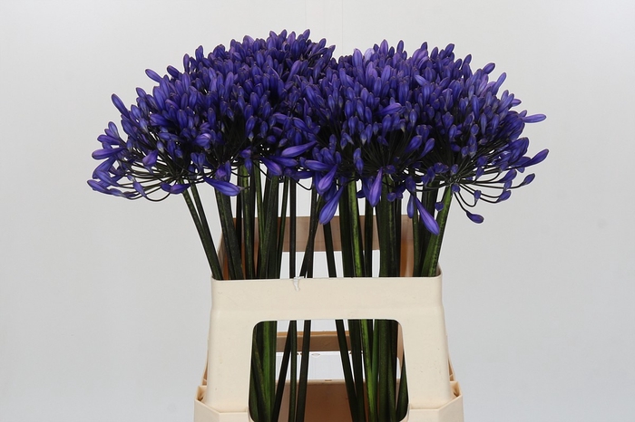 <h4>Agapanthus 'Buddy Blue'</h4>