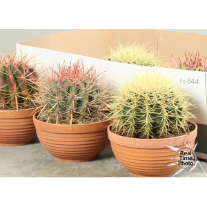 CACTUS OV