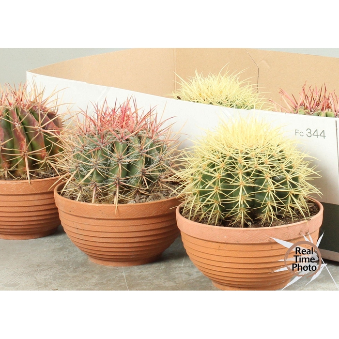 <h4>CACTUS OV</h4>