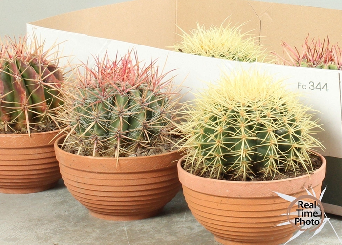 <h4>CACTUS OV</h4>