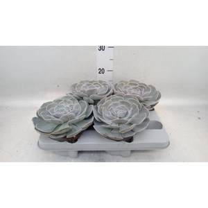 Echeveria  'Pollux'