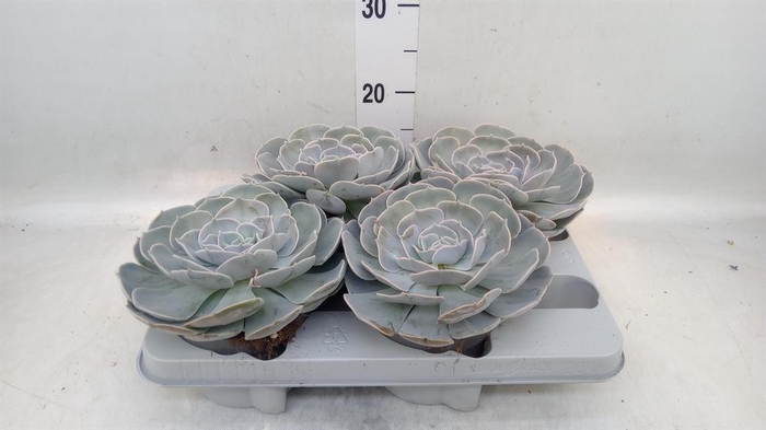 <h4>Echeveria  'Pollux'</h4>