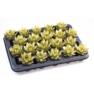 Echeveria  'Miranda'