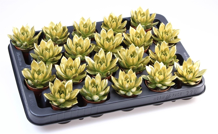 <h4>Echeveria  'Miranda'</h4>