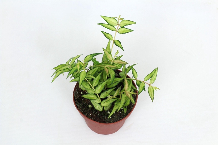 <h4>Hoya Bella Lida Buis 12 cm</h4>