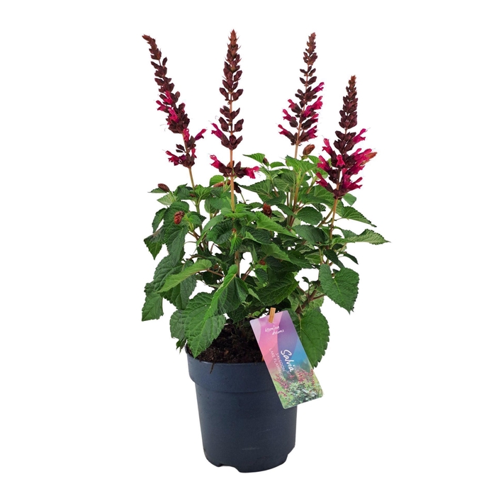 <h4>Salvia Salgoon Lake Flamingo</h4>