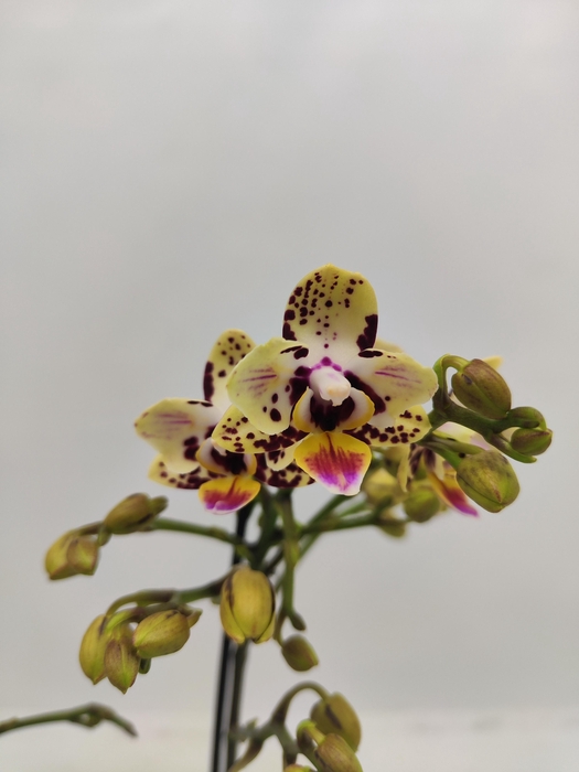 <h4>Limited 40 week 2</h4>