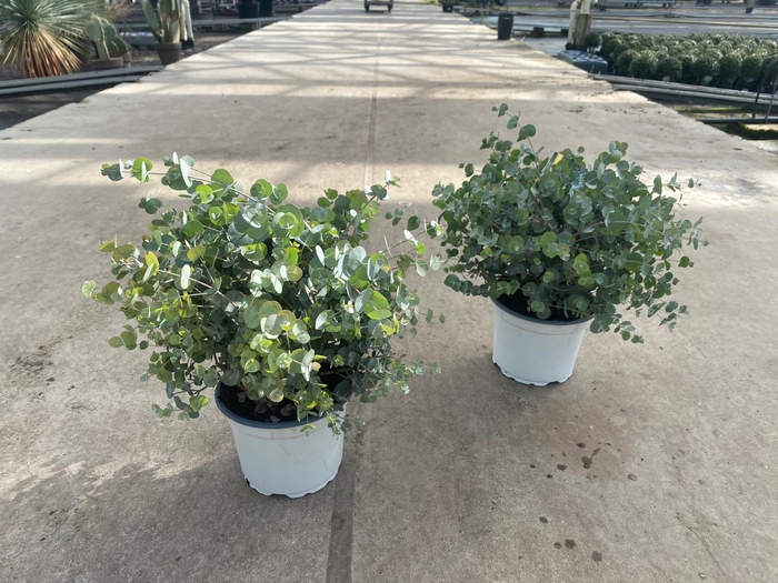 <h4>EUCAL GUNNII</h4>