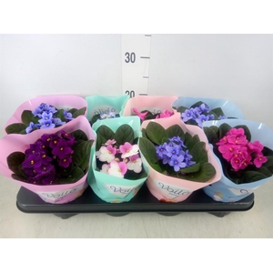 Saintpaulia   ...mix