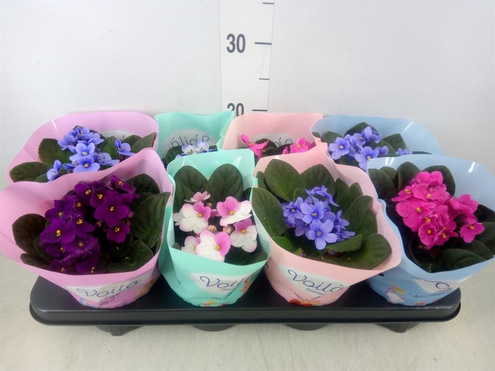 <h4>Saintpaulia   ...mix</h4>