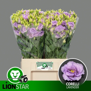 EUS G CORELLI LAVEND
