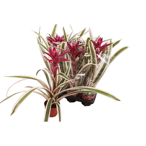 Guzmania Coral