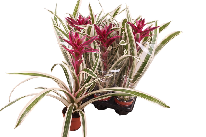 <h4>Guzmania Coral</h4>