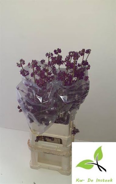 <h4>Callicarpa Profusion Insteek</h4>