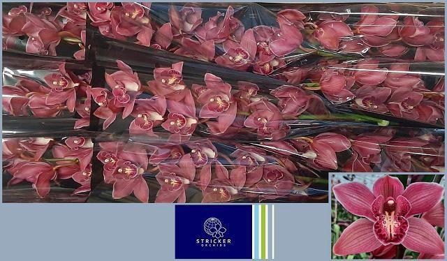 <h4>CYMB T TOLEDO</h4>